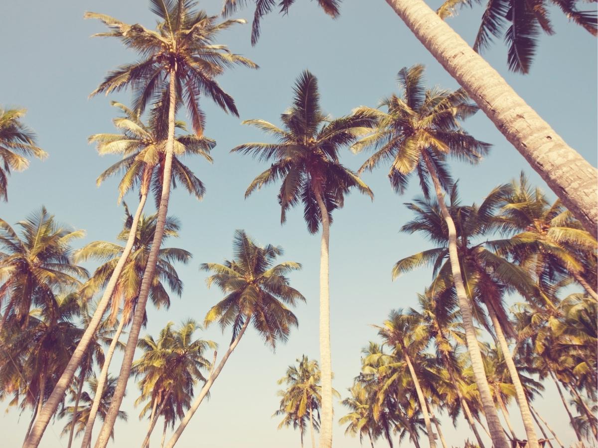 Online üben und festigen mit vokabeln2go